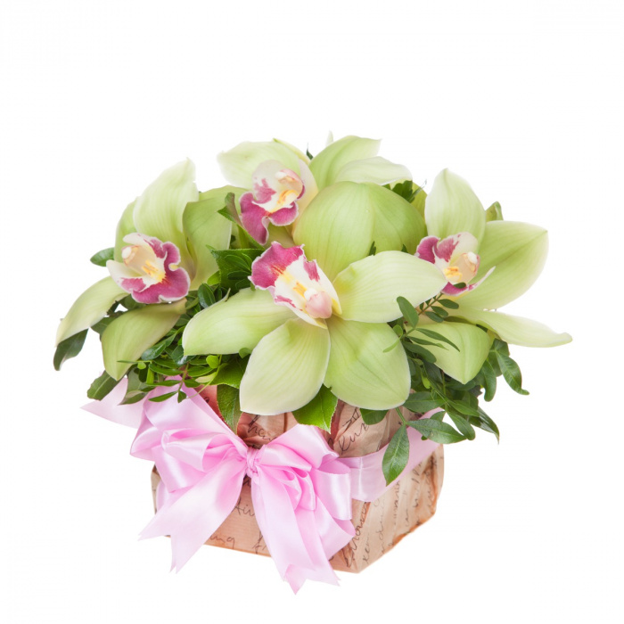 Orhidee verde cadou – imaginea 1