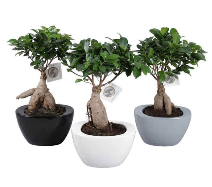 Ficus Ginseng – imaginea 1