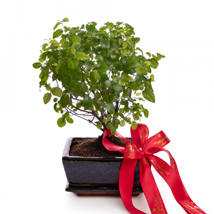 Bonsai cadou – imaginea 1