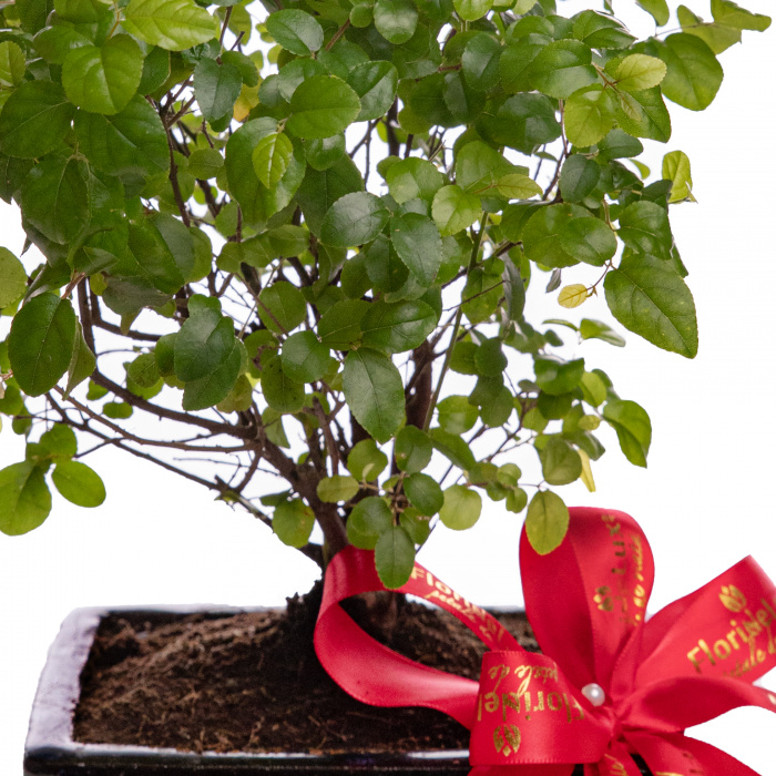 Bonsai cadou – imaginea 2