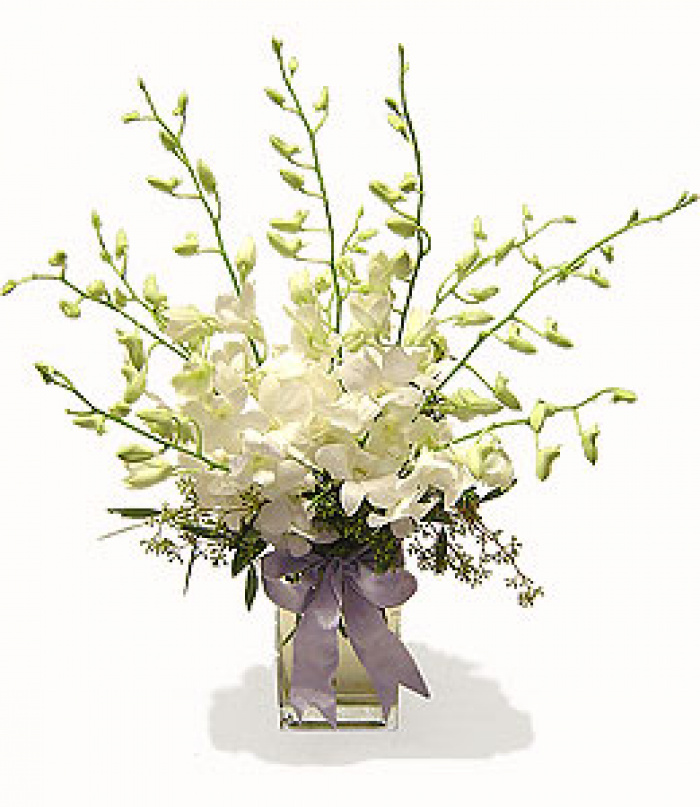 Buchet de 9 orhidee dendrobium alba – imaginea 1