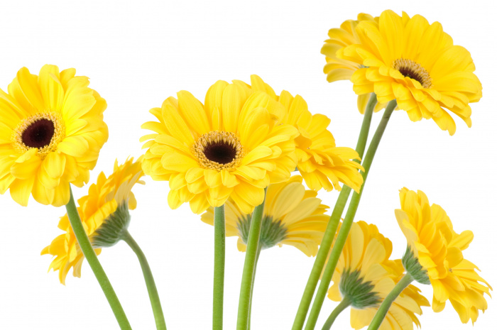 Buchet de 11 gerbera galbene – imaginea 1