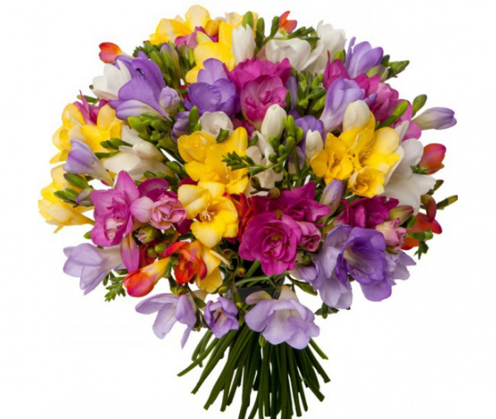 Buchet de 49 frezii multicolore – imaginea 1