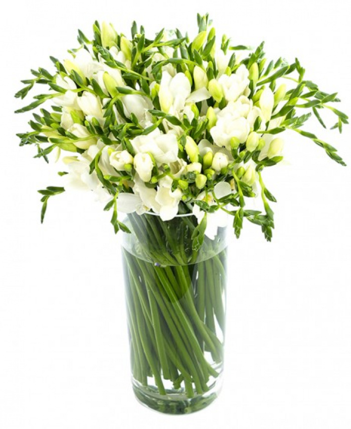 Buchet 41 frezii albe