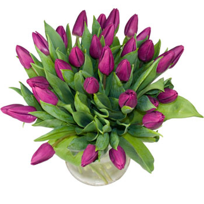 Buchet de 25 lalele mov – imaginea 1