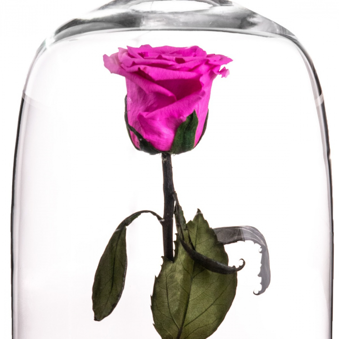 Trandafir criogenat Beauty and the Beast – imaginea 2