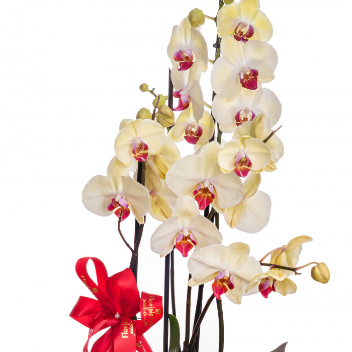 Cadou elegant, cu flori si ciocolata – imaginea 2