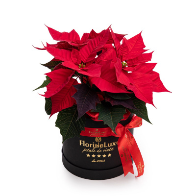 Craciunita flori cadou