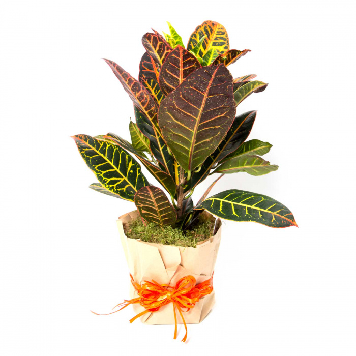 Croton cadou – imaginea 1