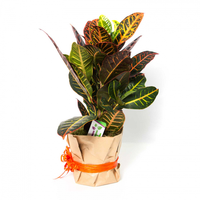 Croton cadou – imaginea 2