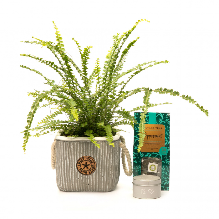 Cadou planta decor, lumanare si ceai – imaginea 1