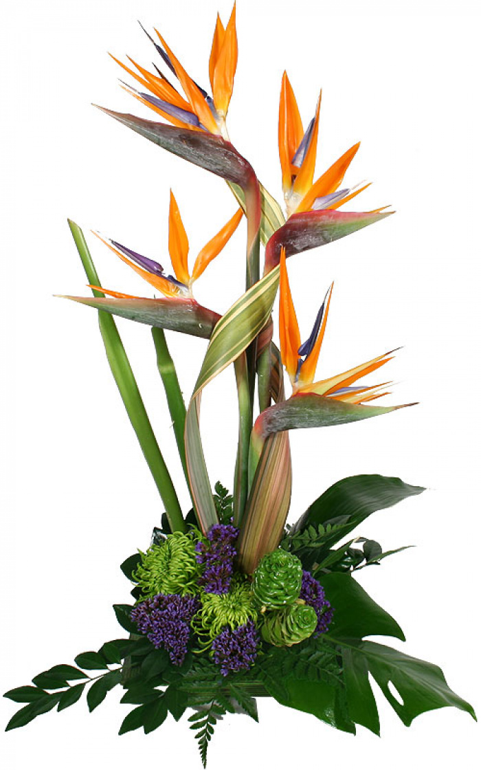 Florile paradisului – imaginea 1