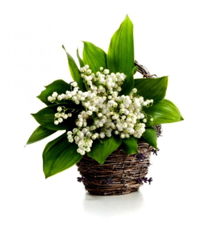 Cosulet cu lacramioare