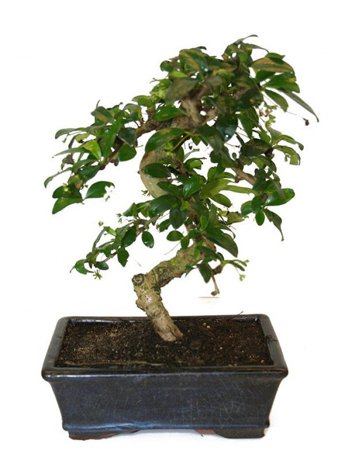 Bonsai infloritor 6 ani vechime – imaginea 1