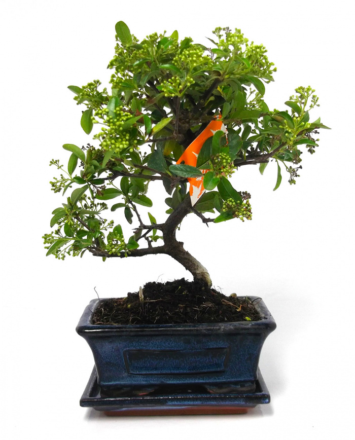 Bonsai Pyracantha 5 ani – imaginea 1