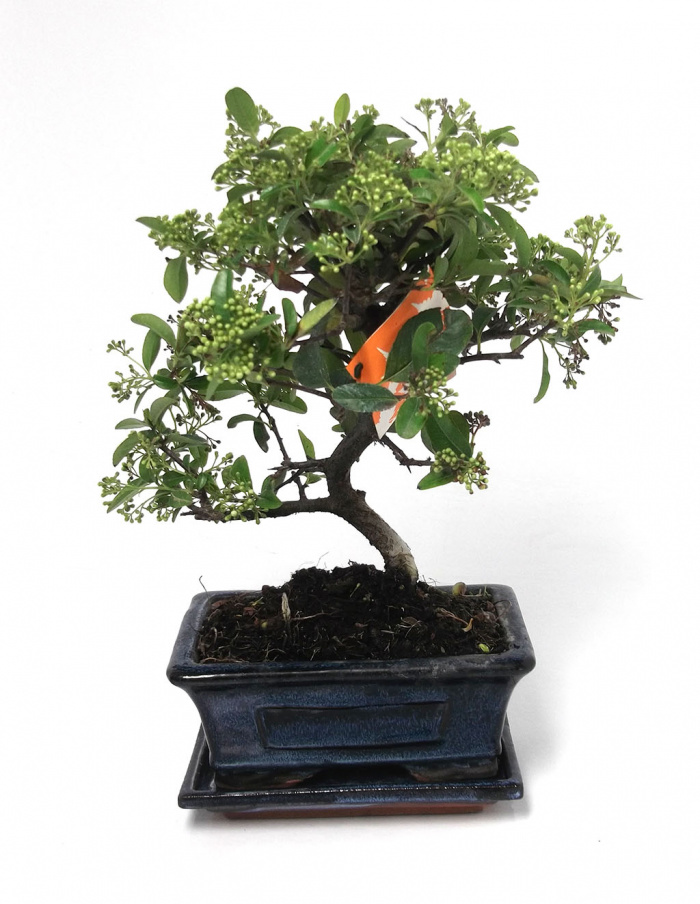Bonsai Pyracantha 5 ani – imaginea 2