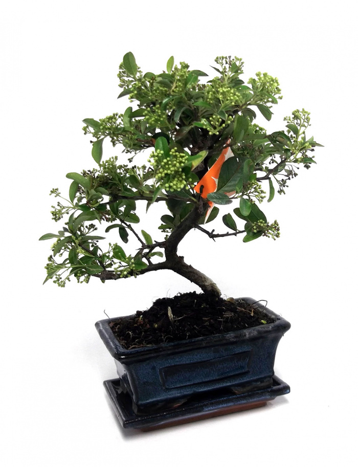 Bonsai Pyracantha 5 ani – imaginea 3