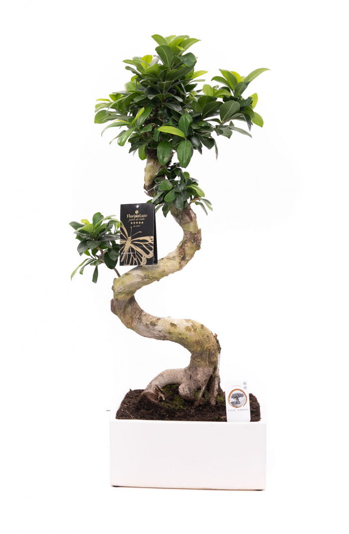 Bonsai decorativ de interior 40 cm – imaginea 1