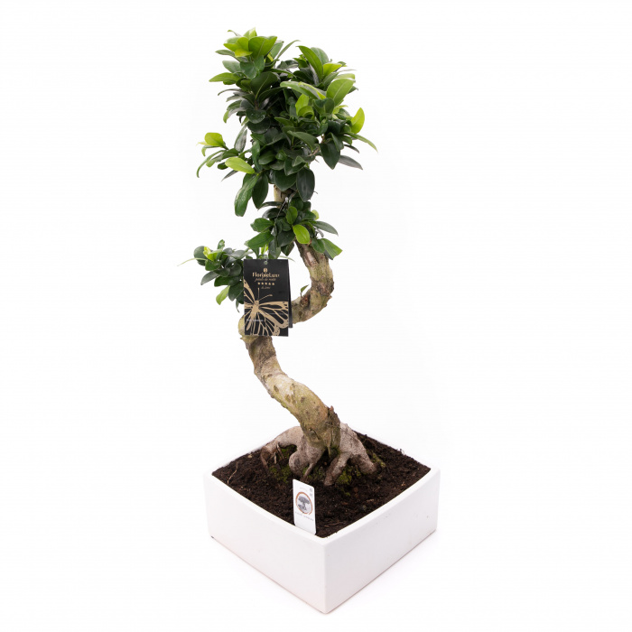Bonsai decorativ de interior 40 cm – imaginea 2