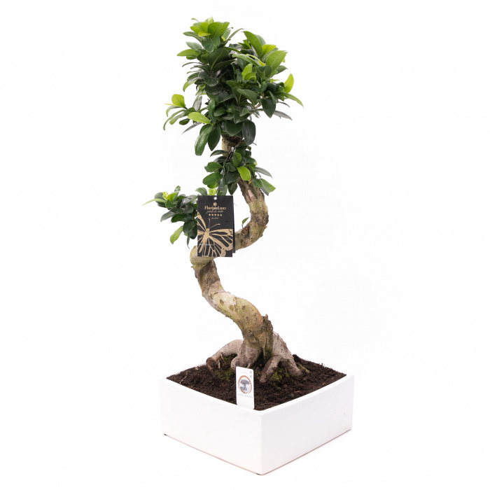 Bonsai decorativ de interior 40 cm – imaginea 3