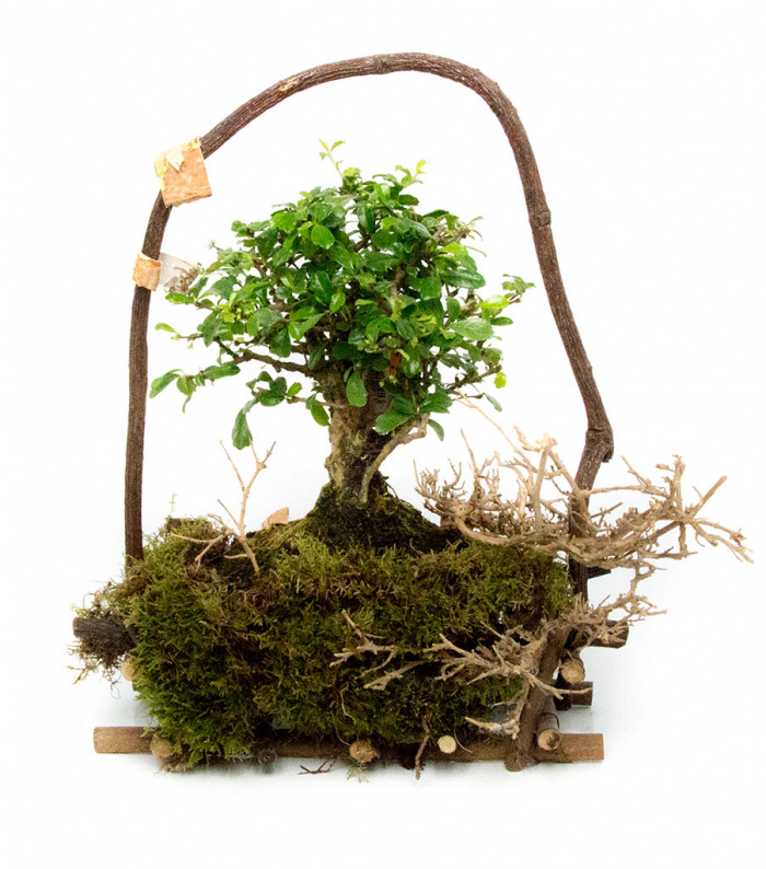 Bonsai pentru echilibru – imaginea 1