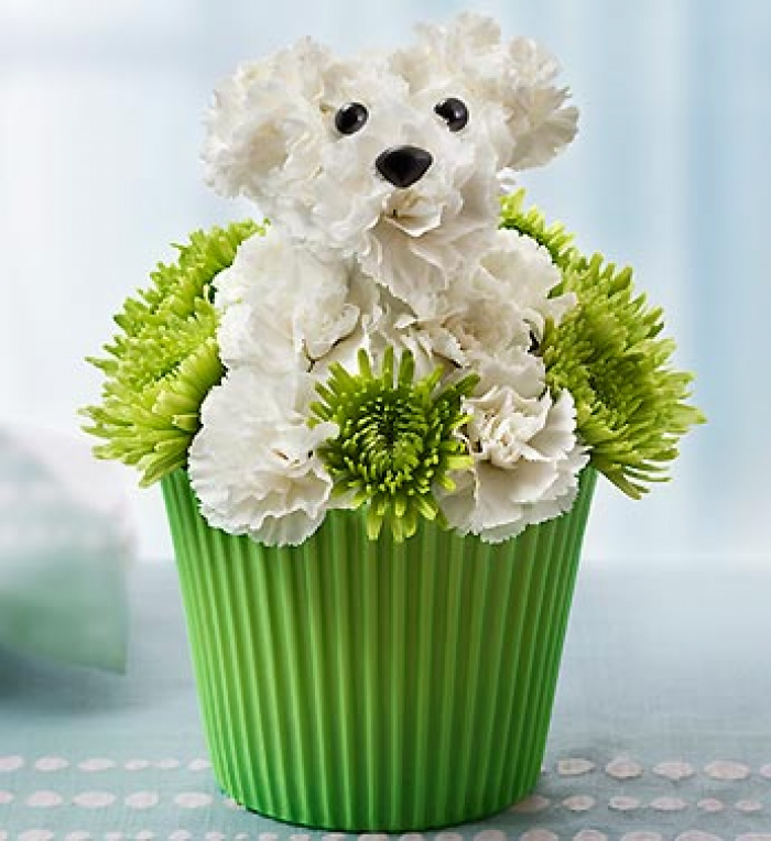 Catelusul Muffin – imaginea 1