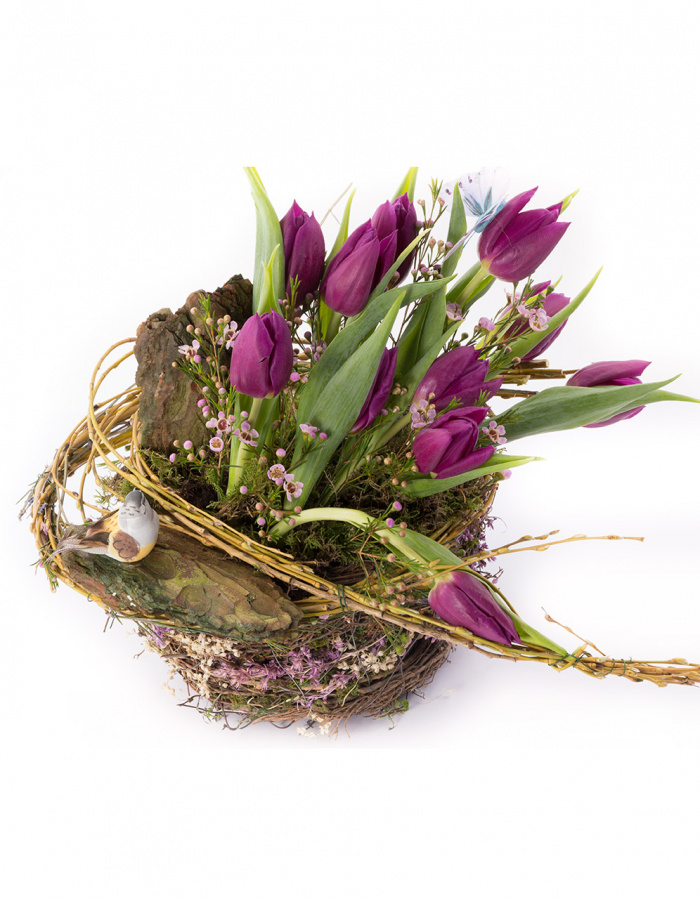 Lalele mov primavaratice