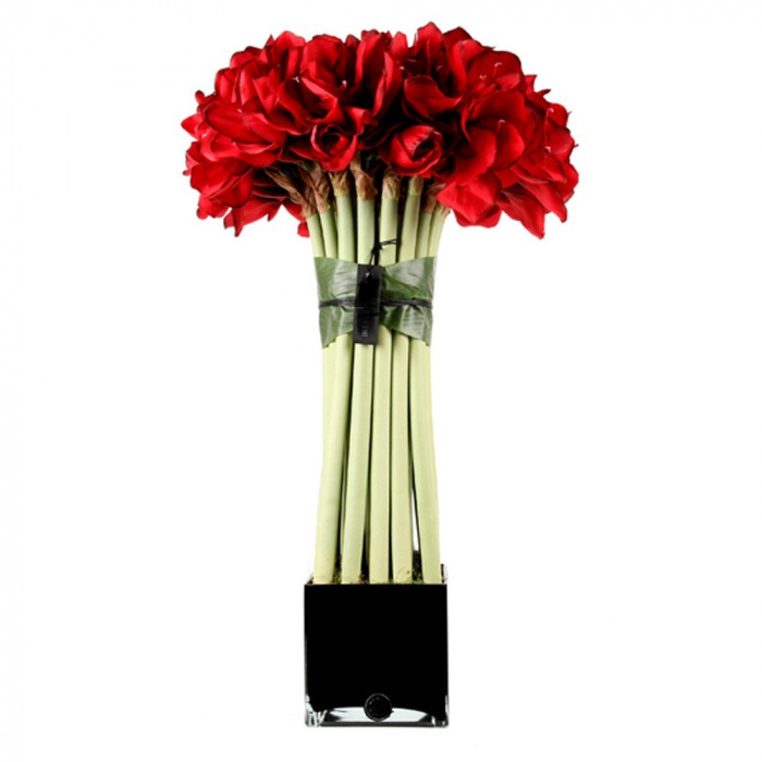 Amaryllis senzational – imaginea 1