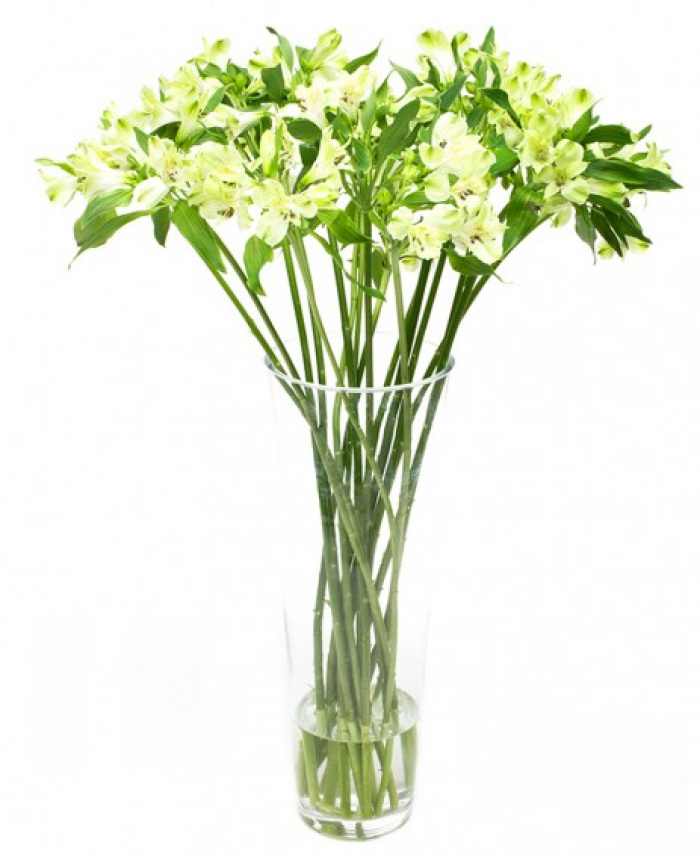 Buchet 19 alstroemeria alba