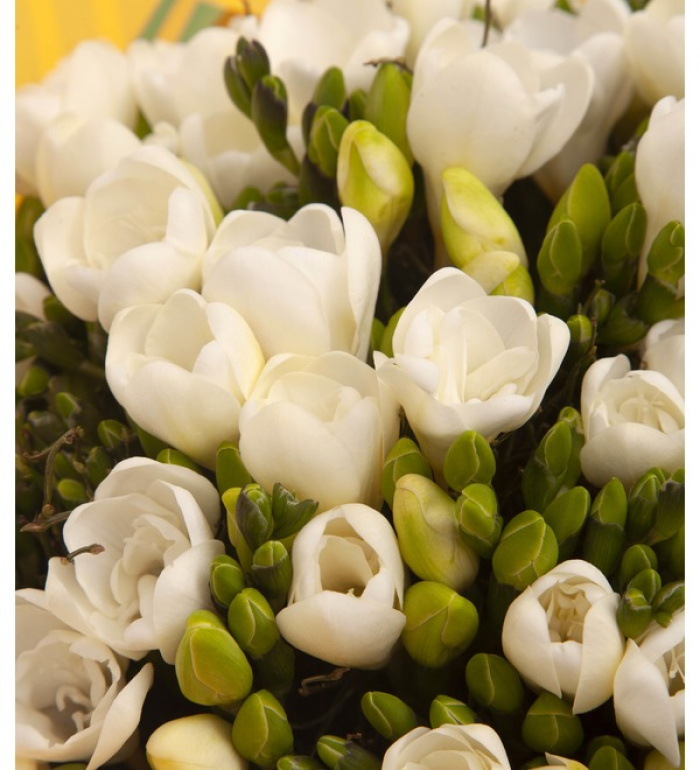 Buchet frezii albe