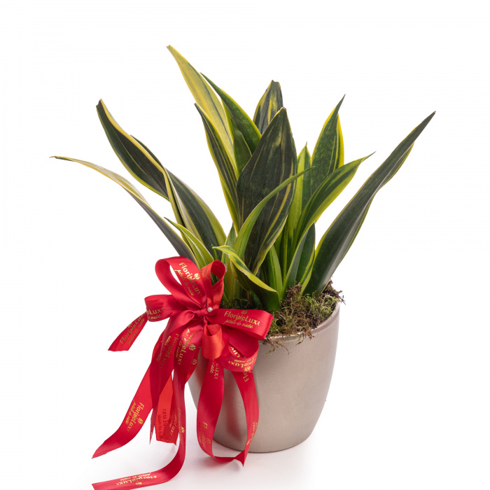 Sansevieria Laurentii – imaginea 1