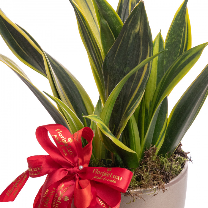Sansevieria Laurentii – imaginea 2