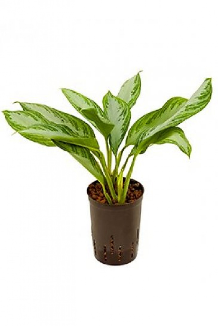 Aglaonema Silver Bay – imaginea 1