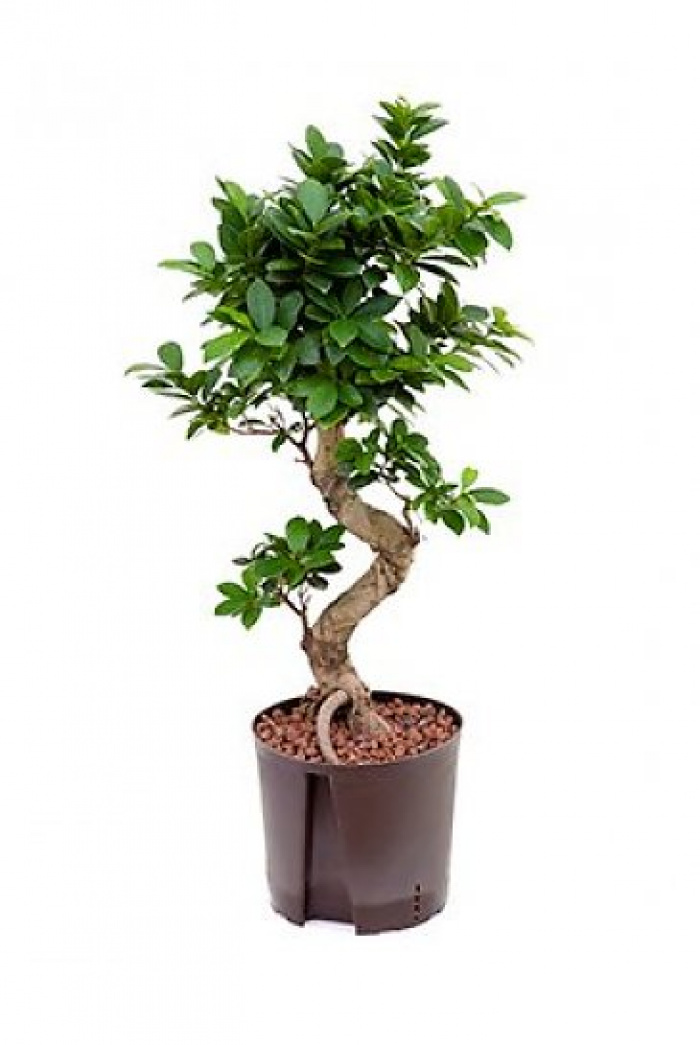 Ficus compacta tip bonsai – imaginea 1