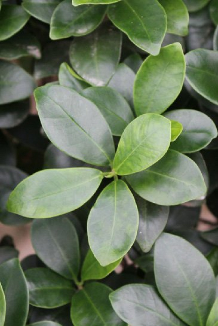 Ficus compacta tip bonsai – imaginea 2