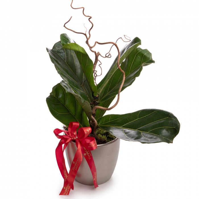 Ficus Lyrata bambino – imaginea 1