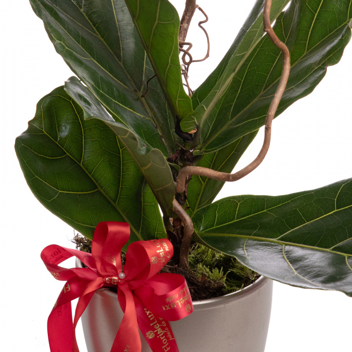 Ficus Lyrata bambino – imaginea 2