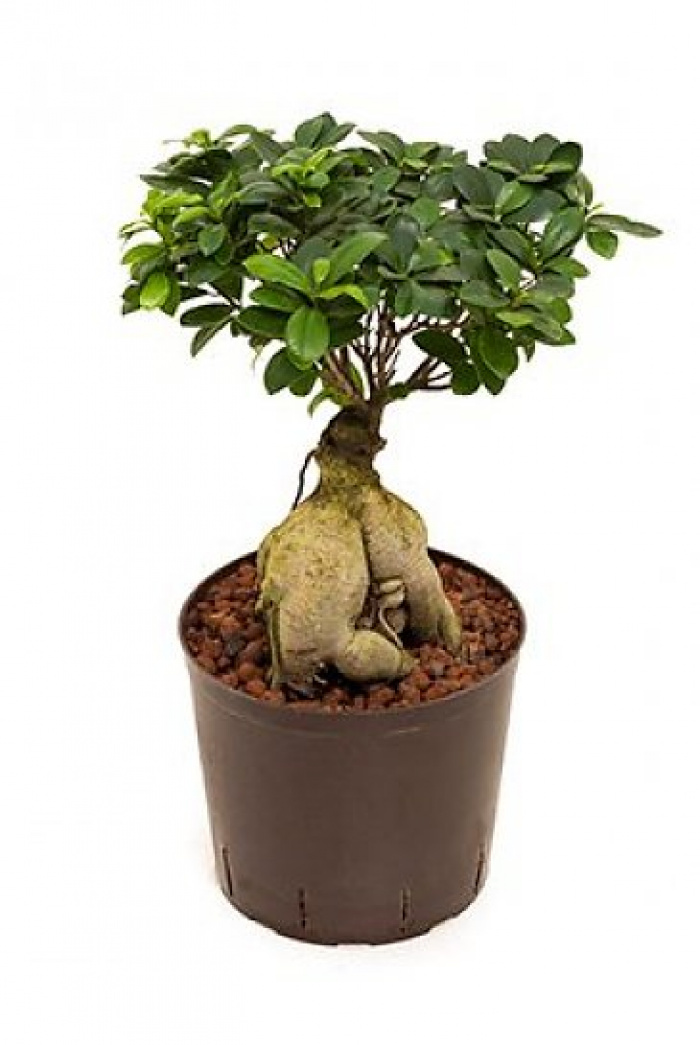 Ficus Microcarpa Ginseng – imaginea 1