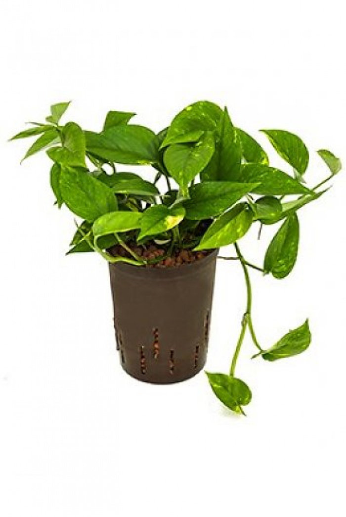 Schefflera Scindapsus Aureus – imaginea 1