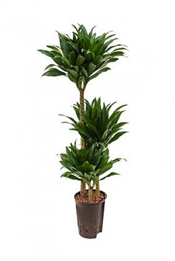 Dracaena Compacta 95 cm – imaginea 1