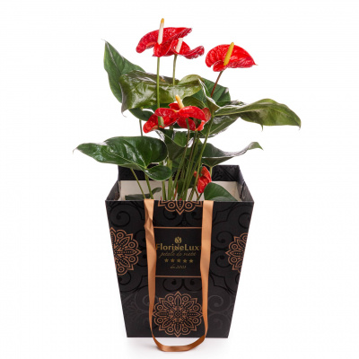 Planta Anthurium in punga cadou