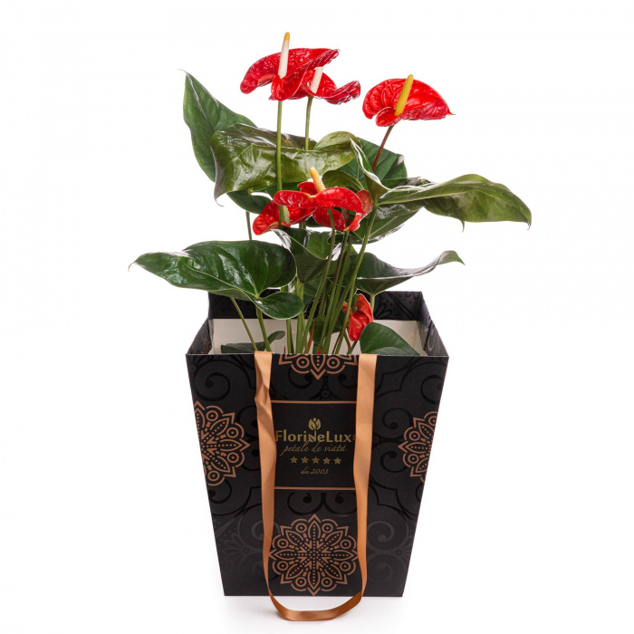 Planta Anthurium in punga cadou – imaginea 1