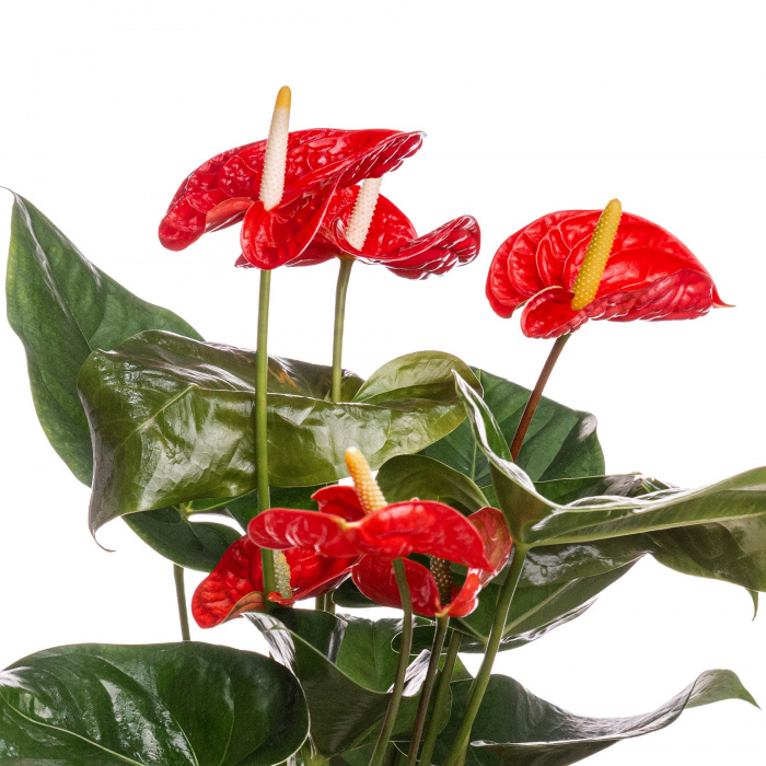 Planta Anthurium in punga cadou – imaginea 2