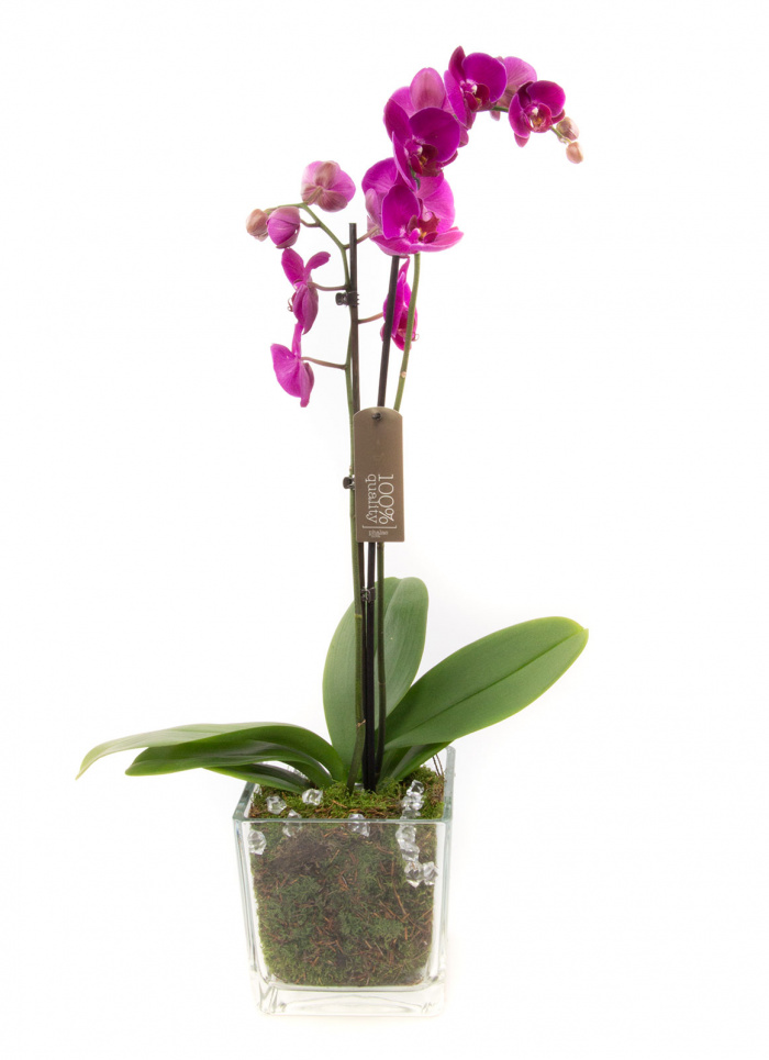 Phalaenopsis Orhidee mov – imaginea 1