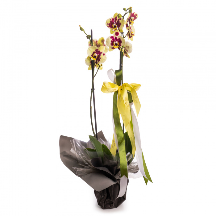 Orhidee Phalaenopsis galbena