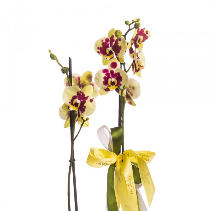 Orhidee Phalaenopsis galbena