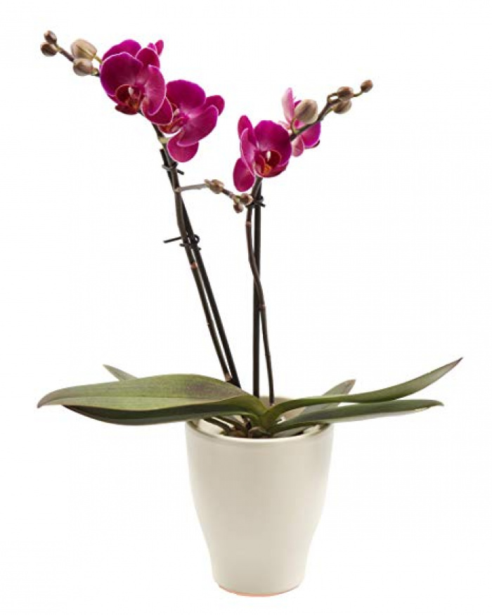 Phalaenopsis rosu