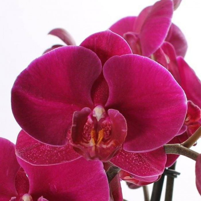 Phalaenopsis rosu
