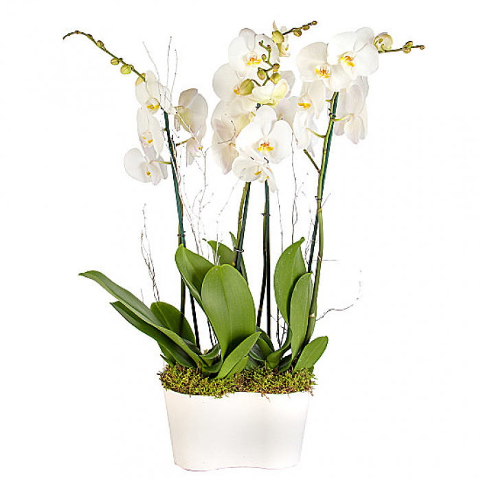 Ansamblu orhidee phalaenopsis alb – imaginea 1