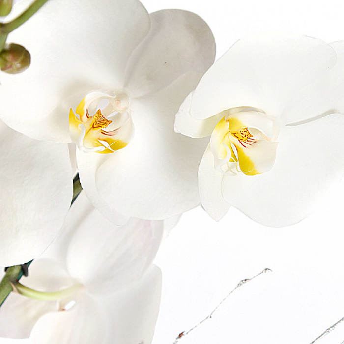 Ansamblu orhidee phalaenopsis alb – imaginea 2
